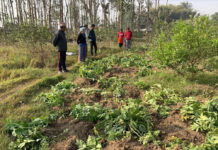 खेतबारीबाटै आलु चोरी