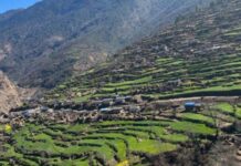 हिउँदे पानी नपर्दा खाद्यान्नबाली प्रभावित