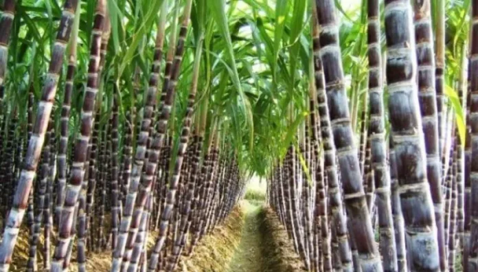 Sugarcane