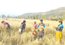 Rukum West farmers busy in harvesting wheat