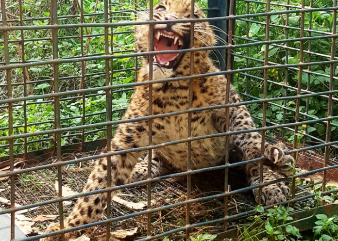 leopard-750x536 (1)