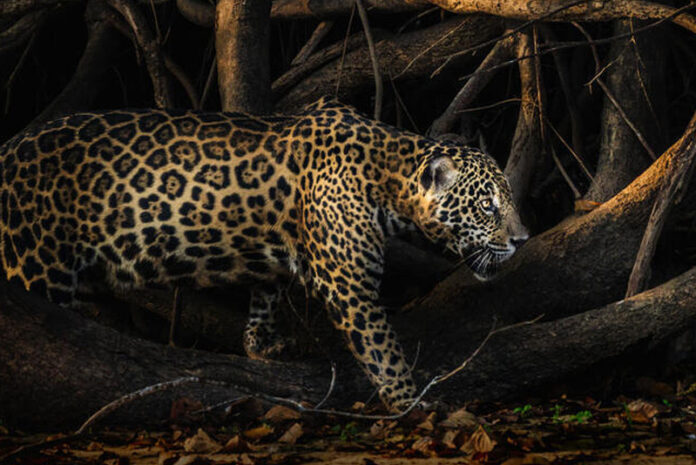 wildlife_3sc0Zs0AR9