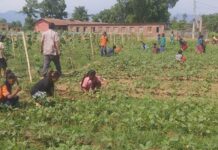 पढाइसँगै कृषिकर्ममा रमाउँदै आधारभूत विद्यालयका विद्यार्थी