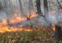 वन डढेलो र आगलागीका घटना बढ्दै