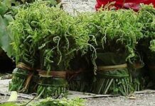 जङ्गलको निगुरो टिपेरै गुजारा चलाउने विकल्प