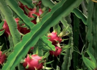 ड्रागन खेती : बजार खोज्दै कृषक