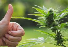 प्रचण्ड नेतृत्वको सरकारले गाँजा खेतीको सम्भाव्यताबारे अध्ययन गर्ने