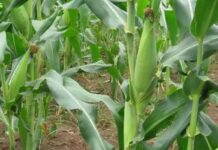 वर्षा भएपछि कृषकहरूलाई गर्मीबाट राहत