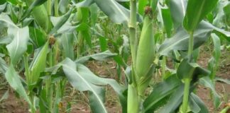 वर्षा भएपछि कृषकहरूलाई गर्मीबाट राहत