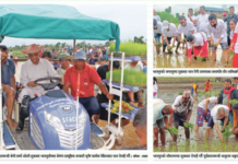 असार १५-धान दिवस: नेतालाई रमाइलो, किसानलाई पिरलाे