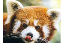Millions being spent on red panda conservation