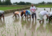 एक विघा जमिनमा जनमत पार्टीका मन्त्री नेताकार्यकर्ताले रोपिदिए धान
