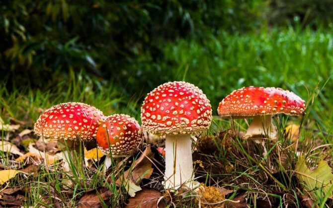 mushroom-670x420