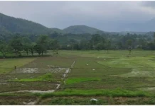 पानी पर्याप्त मात्रामा नहुँदा रोपाइँ ढिला