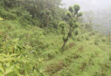 युवाहरूको पलायनले बाझिँदै खेतीयोग्य जमिन