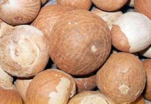 झापामै फल्यो दश हजार मेट्रिक टन सुपारी