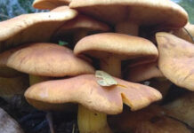 विषालु च्याउ खाँदा १२ जना बिरामी