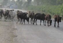 पशु संरक्षणमा चुनौती