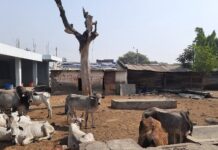टीकापुर गौशालाबाट गोबर मल बिक्री सुरु