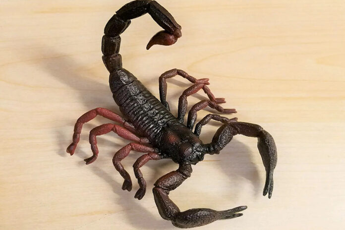 Scorpion_VU3OJd4TzQ