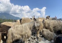 मुस्ताङबाट २३ करोड मूल्य बराबरको च्याङग्रा निकासी