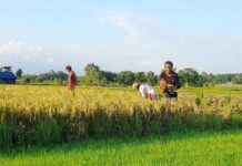 फड्के किराको प्रकोप : धानबालीमा व्यापक नोक्सानी