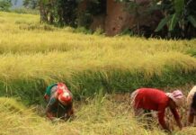 मनसुन लम्बियो : ‘धान नकाटौँ, काटेको भए भित्र्याइहालौँ’