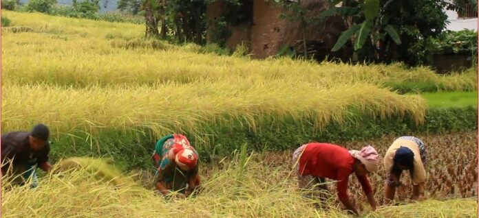 paddy-harvest