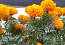 बर्दियाका पुष्प व्यवसायीलाई फूल बाहिरी जिल्लामा पठाउन चटारो