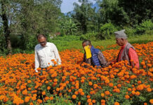 सयपत्री बेचेर नौ लाख आम्दानी