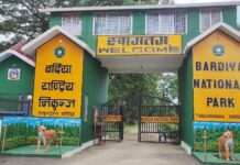 एक घाइते पाटे बाघलाई नियन्त्रणमा लिएर उद्धार