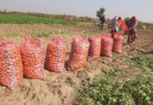 दुई युवा किसानले ८६ लाख रुपैयाँको आलु फलाए