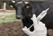 ‘लम्पी स्किन’ रोग नियन्त्रणका लागि आफैँ भ्याक्सिन उत्पादनको तयारीमा