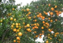 मूल्यमा एकरुपता कायम गर्न सुन्तलाको न्यूनतम मूल्य निर्धारण