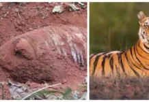 बाघ मारेर जमिनमा गाडेको अवस्थामा फेला