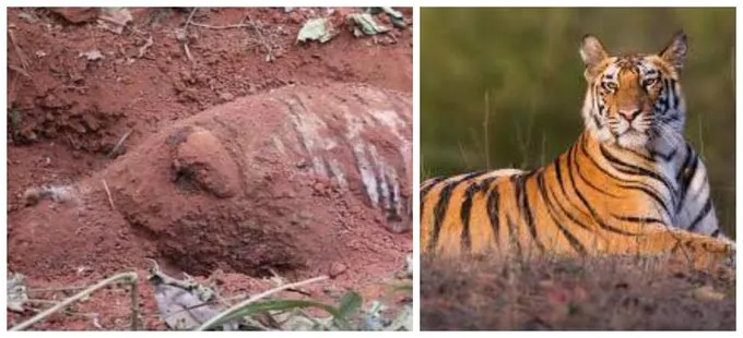 tiger-nawalparashi-1708826904