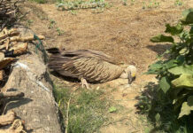 विरामी अवस्थामा हिमाली गिद्धको उद्धार