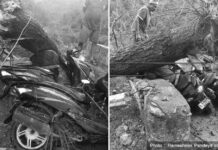 पाल्पामा हावाहुरीले रुख ढाल्दा च्यापिएर स्कुटरमा सवार एक जनाको मृत्यु