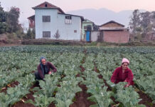 वैदेशिक रोजगारीबाट फर्केर तरकारी खेतीमा रमाउँदै