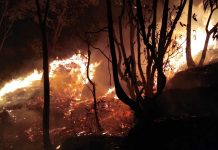 डढेलोका कारण उदयपुरमा ३ सय हेक्टर वनमा क्षति