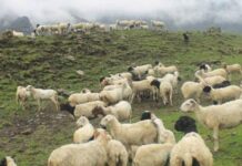 जुम्लाका स्थानीय भेडा पालनमा आकर्षण हुन