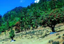 वसन्त ऋतुकाे आगमनसँगै बोटबिरुवामा नयाँ पालुवा पलाउन थाले