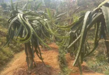 एक नेपालीले विदेशमा सिकेको यसरी सदुपयाेग गरे !