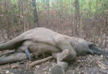 हात्तीलाई गोली हानेर मारेको पुष्टि