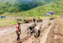 राष्ट्रिय धान दिवस चितवनमा मनाइने