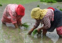 धान रोपाइँ ९१ प्रतिशत सम्पन्न