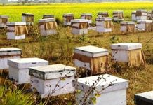 मौरी चरन सहजीकरण गरिदिन सम्पूर्ण सरोकारवाला निकायसँग अनुरोध