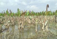 सप्तरीको विभिन्न गाउँमा केराखेती नष्ट हुँदा किसान मारमा