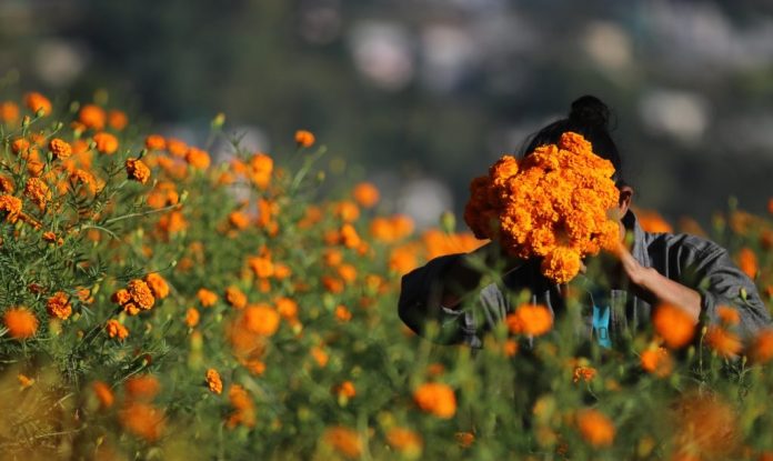 sayapatri-9-1024x683