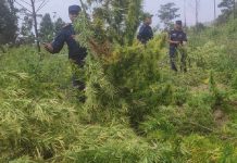 धनकुटामा गाँजाको बोट नष्ट गर्ने अभियान